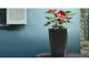 Smart Home Parrot POT - черно