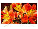 Телевизори Sony KD-65XF8577