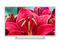 Телевизори Toshiba 32W2454